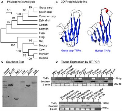 Signal Transduction for TNFα-Induced Type II SOCS Expression and Its Functional Implication in Growth Hormone Resistance in Carp Hepatocytes